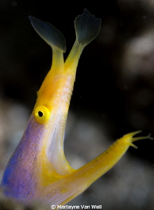 Portrait shot of yellow ribbon eel. Shot with 100mm lens by Marteyne Van Well 